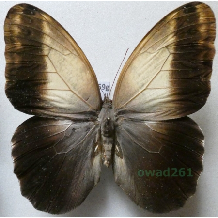 Caligo telamonius memnon (C. Felder & R. Felder, 1867) female ex. ovo Columbia 91mm59g